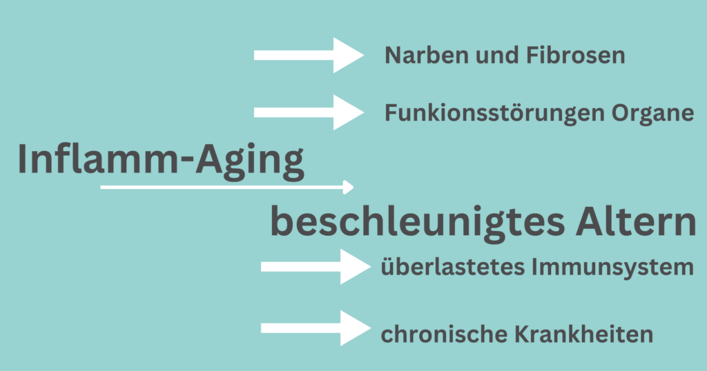 Inflamm-Aging und die Folgen